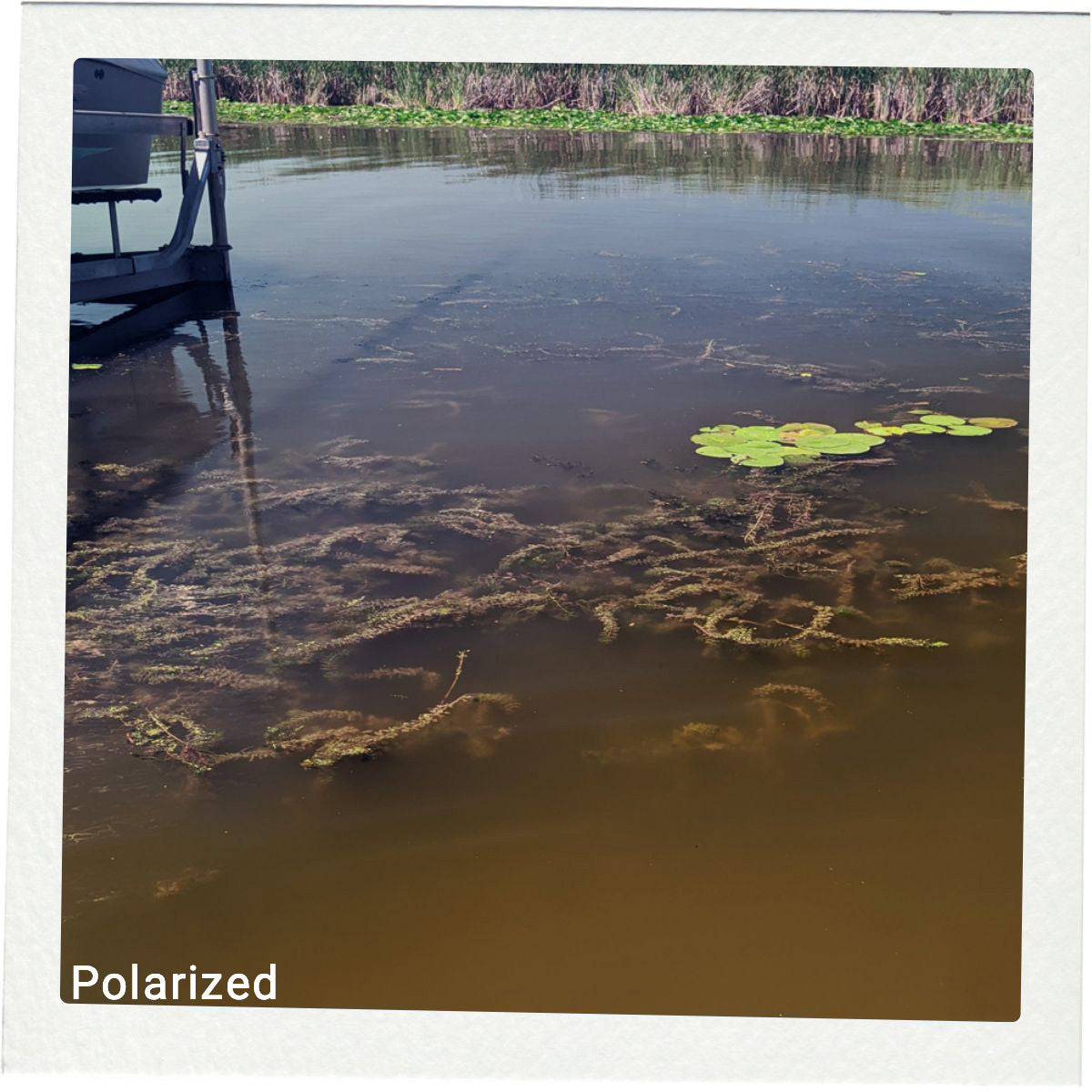 Polarized Polaroid.jpg